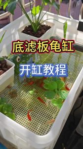乌龟吃鱼缸虫卵吗？（鱼缸里养的乌龟吃虫卵吗）