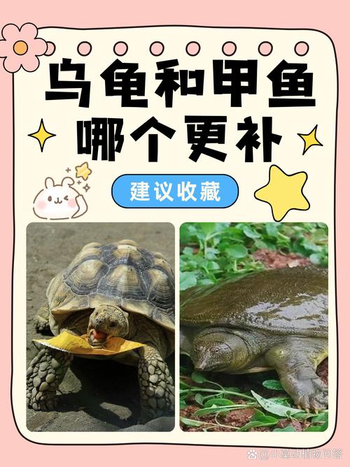 甲鱼鲜嫩美味，优于乌龟，是餐桌佳肴（鳖和乌龟哪个好吃）