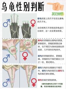 公龟安静母龟活泼（公龟活泼还是母龟活泼）
