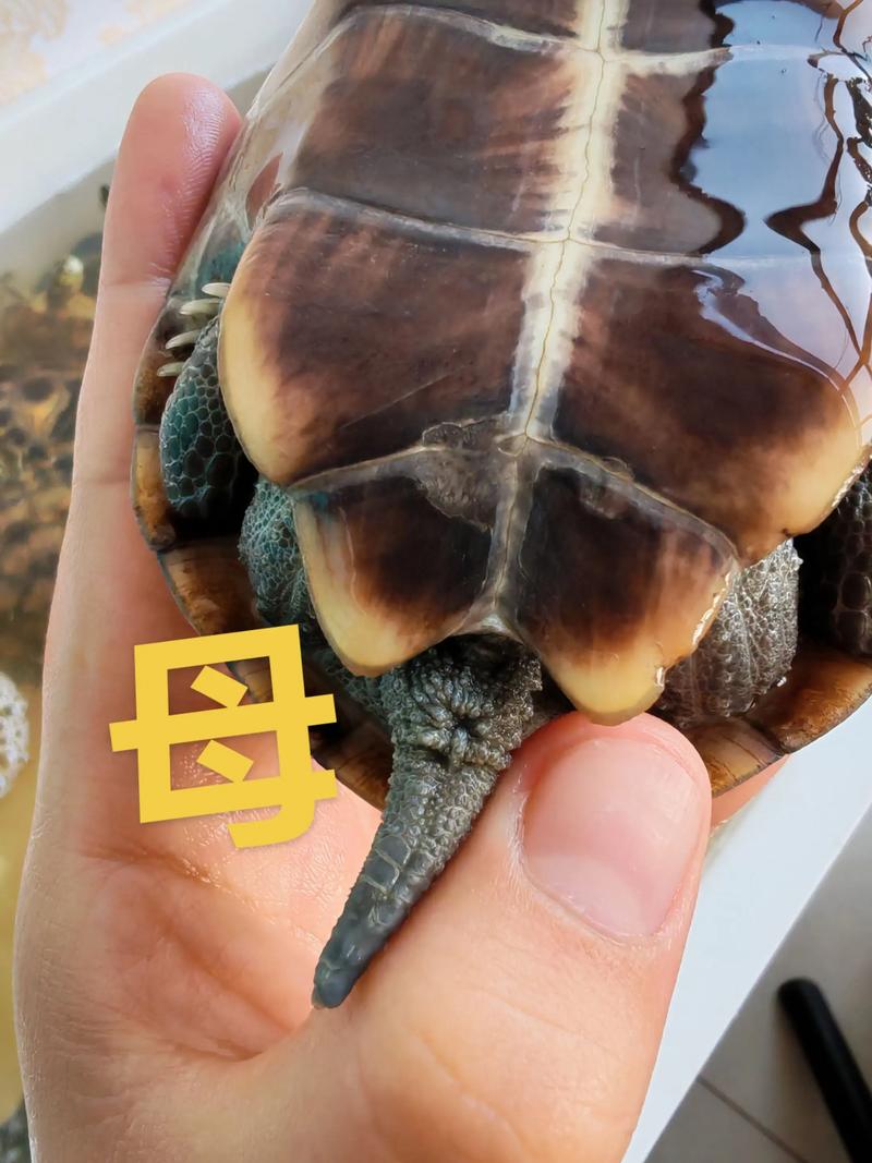乌龟公母看尾巴泄殖孔，腹甲背甲有不同（尾巴长的是公龟还是母龟）