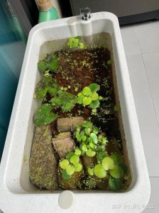 龟缸养草难？选耐龟品种更实用！（龟缸里养不了水草吗）