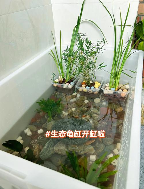 60龟缸水陆配比与布置技巧（60X60水陆龟缸布置图）