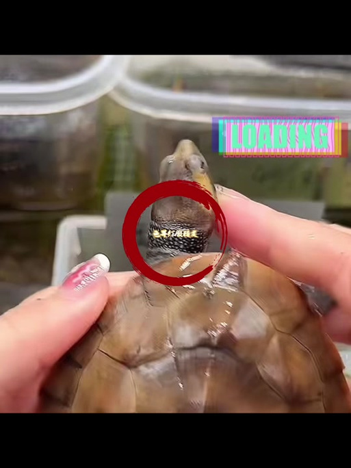 温顺互动，新手优选宠物（圆澳侧颈龟互动性高吗）
