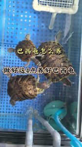 选对环境食适量（家里养巴西龟十大禁忌）