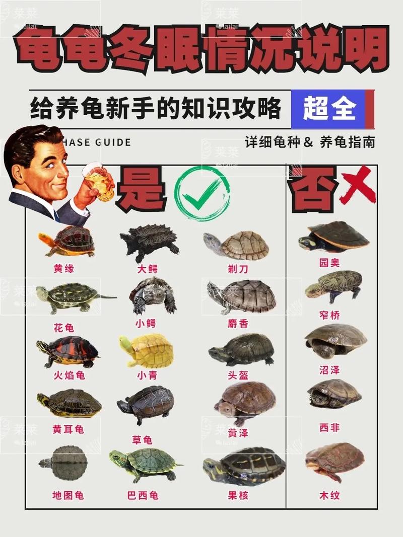 乌龟怎么过冬？家养和野生方法大！（冬季养小乌龟的方法）