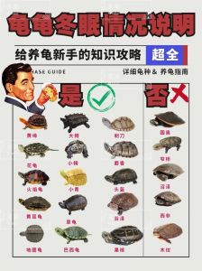 乌龟怎么过冬？家养和野生方法大！（冬季养小乌龟的方法）