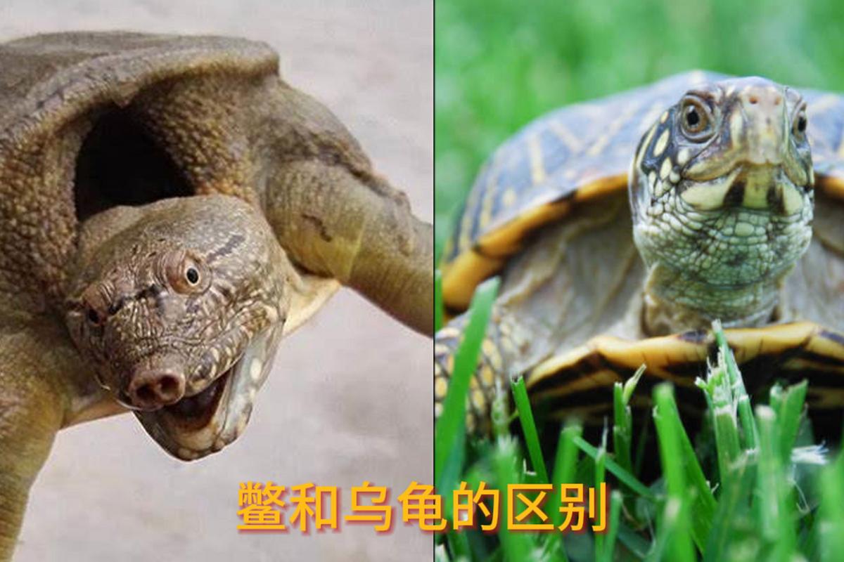 王八乌龟有区别，寿命并非王八短（王八和乌龟哪个寿命长）