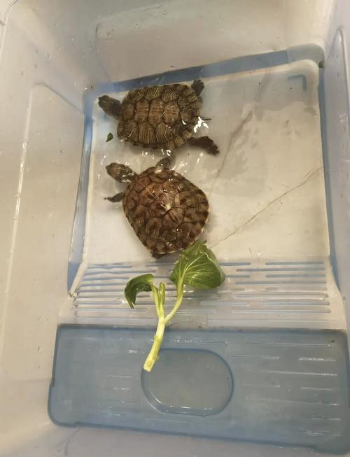 科学喂养保健康！（巴西龟可以吃肉吗）