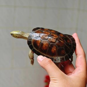 小青龟亚成体多久？看体型特征判断（小青龟亚成体多少岁）
