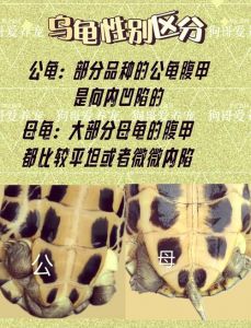 草龟重于巴西龟，勤快清理是关键（巴西龟和草龟哪个更臭）