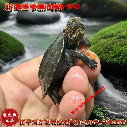黑山龟养法及国龟推荐（黑山龟的品种有几种）
