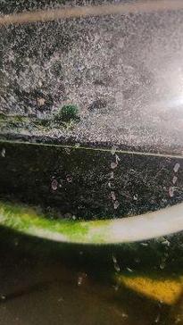 龟缸白线虫？水质出问题，换水清洁是关键！（龟缸里面白色动的很快的线状虫子）