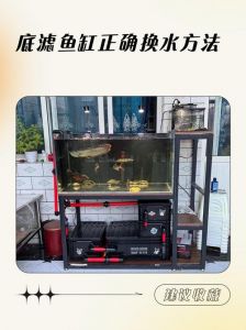 科学养龟换水法，保健康少烦恼（乌龟缸里面放了沙怎么换水呢）