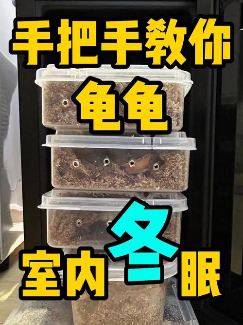 小龟冬不眠，控温加加热，备土储脂肪（冬天乌龟怎么养）