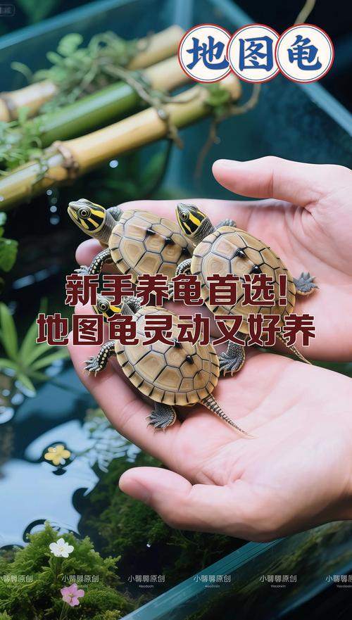 地图龟黄耳龟怎么选？（地图龟和黄耳龟哪个好养）