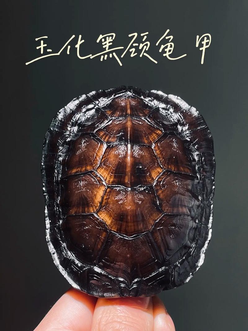 盘出温润，传承吉祥（龟壳盘玩玉化图片）