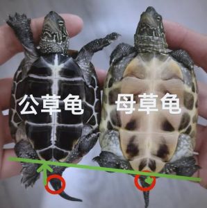 草龟半水养，浅水好，健康成长（草龟是深水龟还是浅水龟）