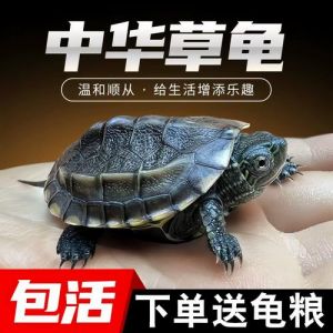 养两只乌龟可行吗？看品种空间食物性格（为什么乌龟不能养两只）
