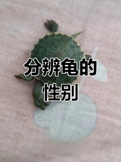 巴西龟公母如何区分？看体型尾巴泄殖孔（巴西龟公母成年后区别）