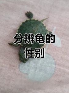 巴西龟公母如何区分？看体型尾巴泄殖孔（巴西龟公母成年后区别）