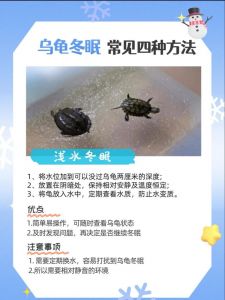 巴西龟幼龟喂食小鱼虾，水质清洁，容器要大（小巴西龟的饲养方法注意事项）
