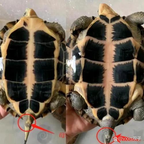 乌龟公母识别四大法，新手轻松辨别（怎么区分乌龟公和母乌龟）