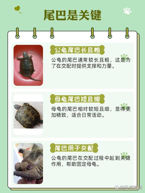 公母龟价不同，选龟主要看喜好（公龟一般比母龟贵吗）