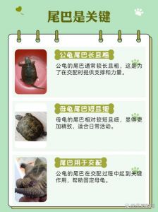巴西龟公母如何区分？看体型尾巴就懂（巴西龟母龟和公龟哪个体型大）