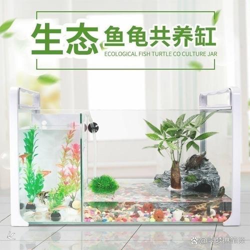 看品种定水位，陆龟无需水，水龟需暖冬（冬天雨缸养乌龟要放水吗）