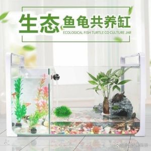 看品种定水位，陆龟无需水，水龟需暖冬（冬天雨缸养乌龟要放水吗）
