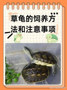 保暖控食补光，防病健康过冬（冬天小乌龟应该怎么养）