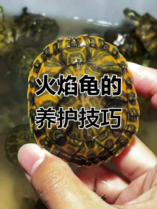 火焰龟浅，东锦龟深，都要晒背台（火焰龟和东锦龟在多深的水中养）