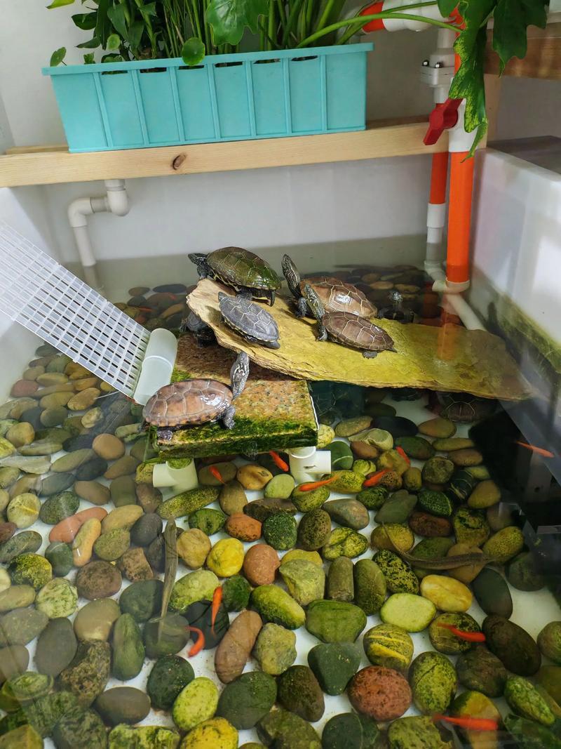 送乌龟有讲究，寓意长寿送对人才好（乌龟养了可以送人吗）