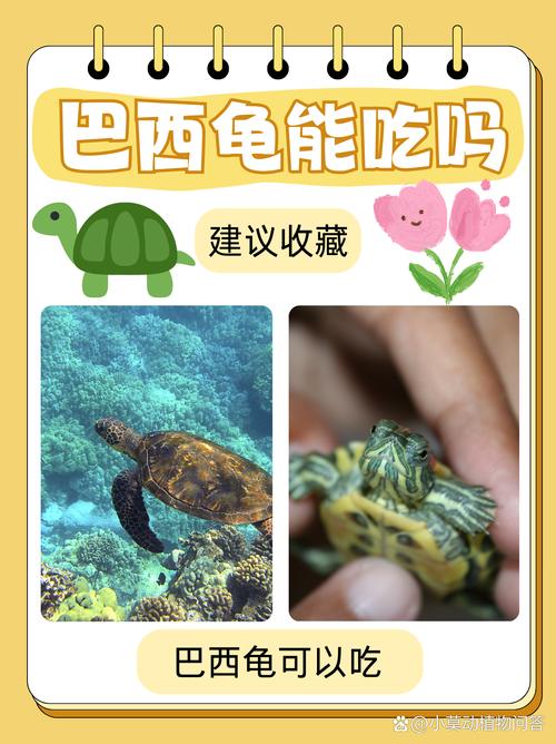 巴西龟肉食为主，可吃昆虫小鱼，幼龟日喂，成龟2-3天（巴西龟是吃肉还是吃素）