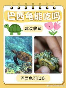幼龟与成龟食物及饲养要点（巴西龟的饲养方法吃什么好）