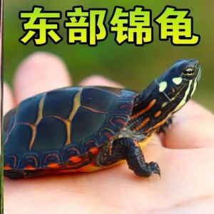 好养易分辨（东锦龟和西锦龟的外表区别）