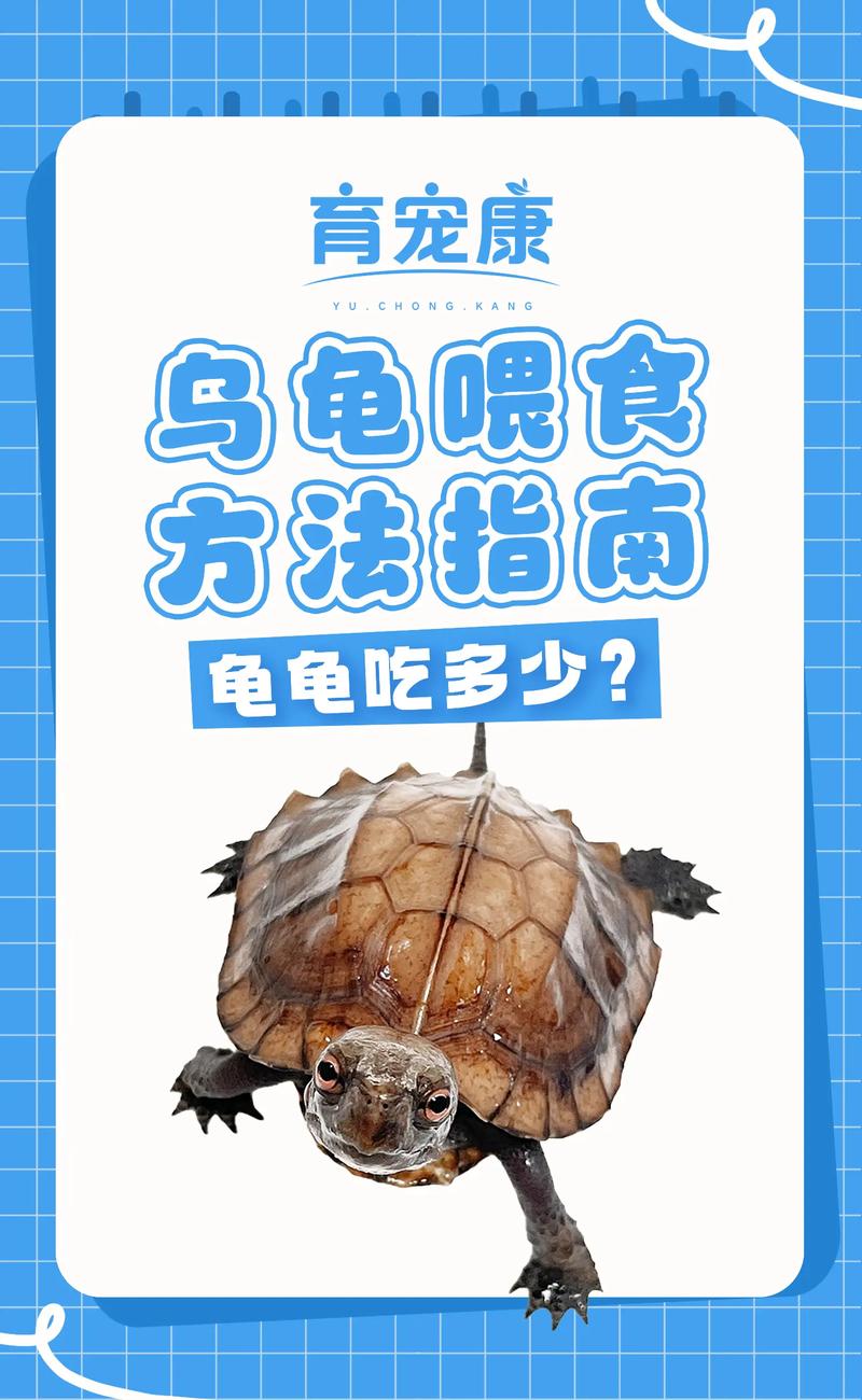 乌龟能吃窝瓜，蔬菜营养多（乌龟能吃窝瓜吗）