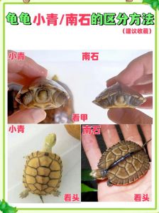 看腹甲尾巴泄殖孔（小青乌龟怎么看公母）