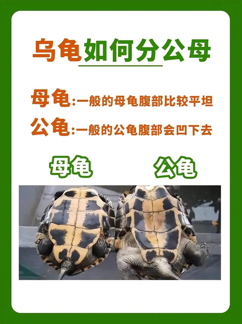 公母龟如何分辨？看尾巴和龟壳！（怎么分辩乌龟是公母）