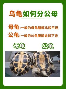 公母龟如何分辨？看尾巴和龟壳！（怎么分辩乌龟是公母）