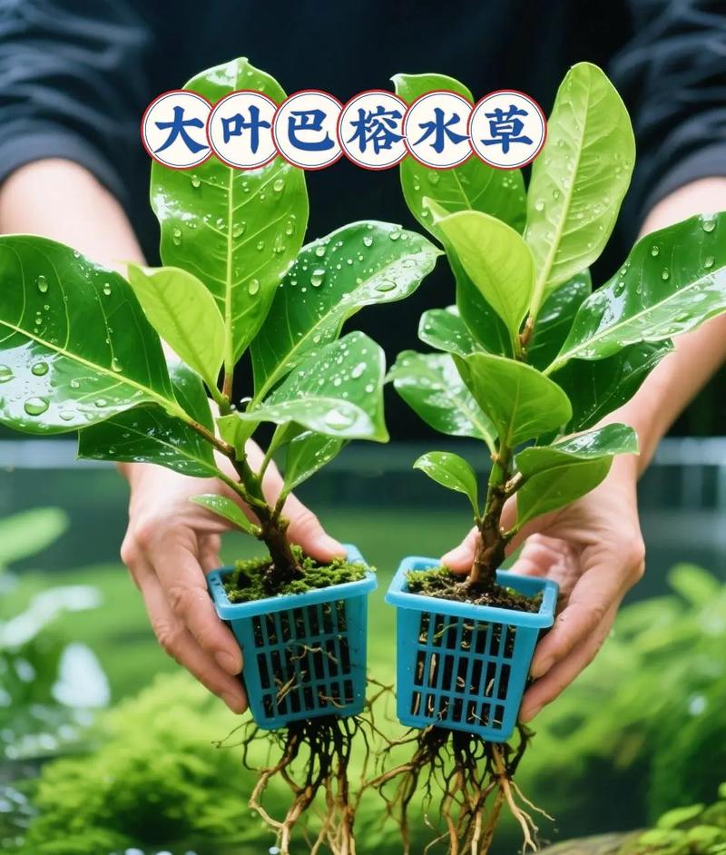 巴西龟水草净化卫士，改善生活环境（适合种在巴西龟缸里的水草）