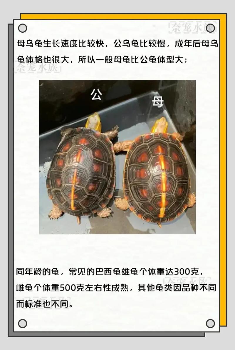 公粗长孔偏外，母细短孔居中（乌龟分公母最简单方法）
