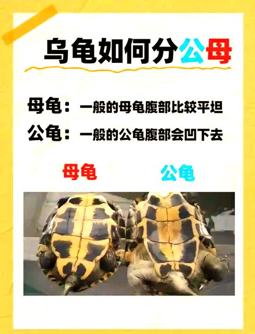 看腹甲尾巴和泄殖孔（乌龟公母怎么看）