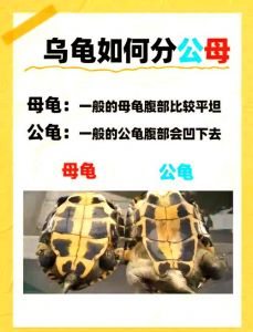 看腹甲尾巴和泄殖孔（乌龟公母怎么看）