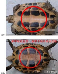 看尾巴泄殖孔腹甲（草龟苗子要怎么区分公母）