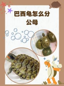 乌龟公母好区分，饲养注意环境与喂食（乌龟吃公龟还是母龟好）