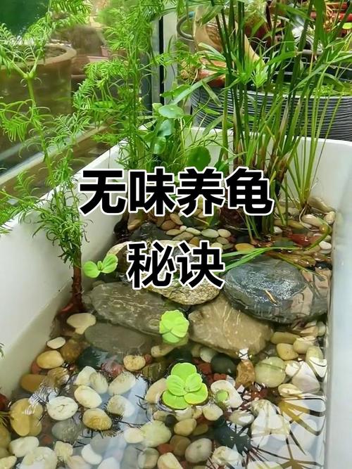 7水3陆配晒台UVB，科学过滤安全丰容（草龟生态缸怎么布置）