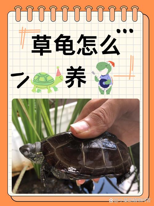 草龟缸壁爬来爬去？给它造个小屋就安心了（草龟晚上一直扒拉缸怎么办）