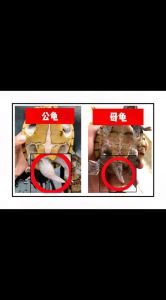 养龟公母难分？单养合养看环境，健康快乐最重要！（乌龟养一只公的还是母的）