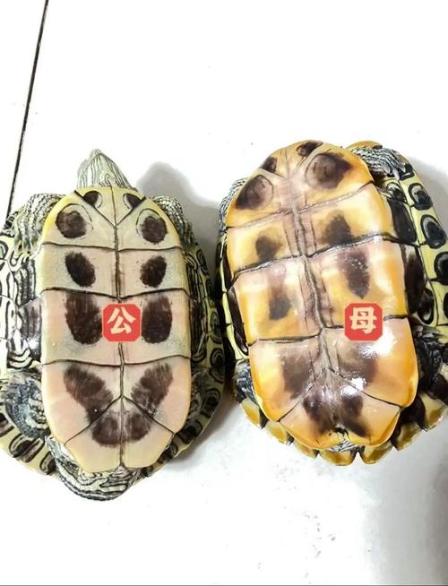 巴西龟聪明互动，草龟稳重示爱，选谁看你的喜好！（巴西龟和草龟谁更聪明）